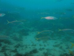 Trachurus novaezelandiae
