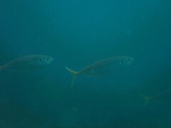 Trachurus novaezelandiae