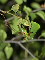 Barbitistes serricauda