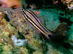 Ostorhinchus limenus