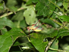 Barbitistes serricauda