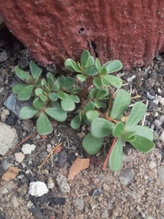 Portulaca oleracea