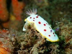 Goniobranchus splendidus