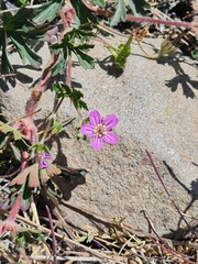 Geranium magellanicum