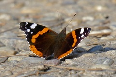 Vanessa atalanta