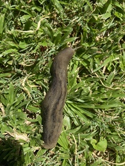 Laevicaulis natalensis