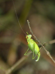 Barbitistes serricauda