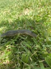 Laevicaulis natalensis