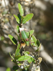 Barbitistes serricauda