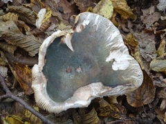 Russula virescens