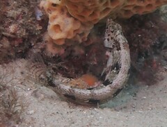 Eupetrichthys angustipes