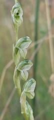 Pterostylis bicolor