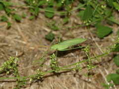 Acrometopa italica