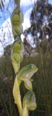 Pterostylis bicolor