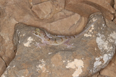 Hemidactylus festivus