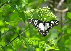 Graphium philonoe philonoe