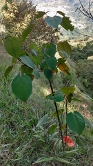 Croton magdalenensis