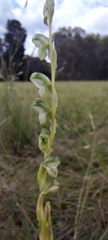 Pterostylis bicolor
