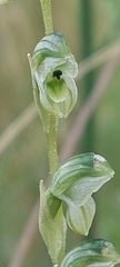 Pterostylis bicolor