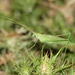 Italian Long-legged Bush-Cricket - Photo (c) julienbarataud, some rights reserved (CC BY-NC)