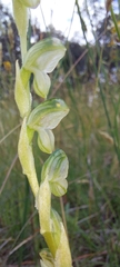 Pterostylis bicolor