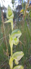 Pterostylis bicolor