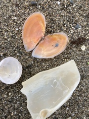 Lutraria lutraria