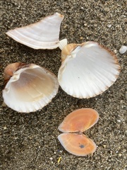 Acanthocardia echinata