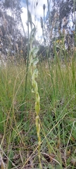 Pterostylis bicolor