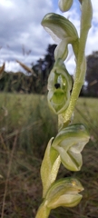 Pterostylis bicolor