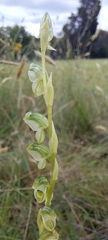 Pterostylis bicolor