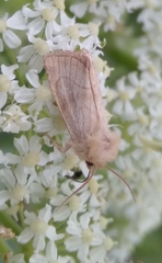 Eriopygodes imbecilla