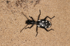 Anthia duodecimguttata