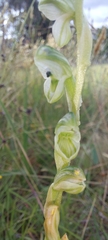 Pterostylis bicolor