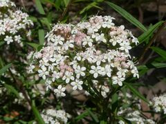 Platysace lanceolata