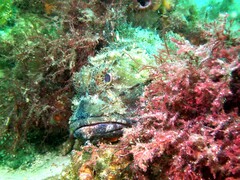 Scorpaena jacksoniensis