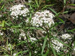 Platysace lanceolata