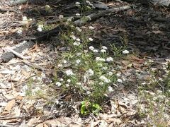 Platysace lanceolata