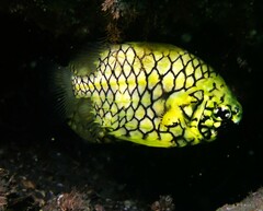 Cleidopus gloriamaris