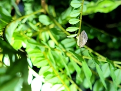 Drepanacra binocula