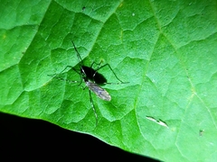 Amphineurus
