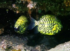 Cleidopus gloriamaris