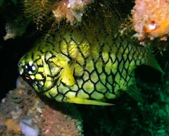 Cleidopus gloriamaris