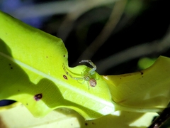 Diaea ambara