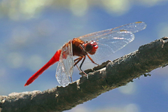 Rhodothemis lieftincki