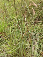 Sorghum leiocladum