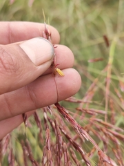 Sorghum leiocladum