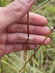 Sorghum leiocladum