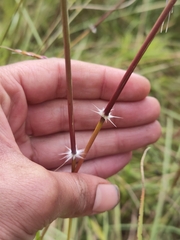 Sorghum leiocladum