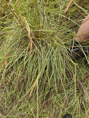 Sorghum leiocladum